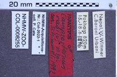 Etikette zu Campsosternus rasilis (Schimmel, 1994) (NHMW-ZOO-COL-0008255)